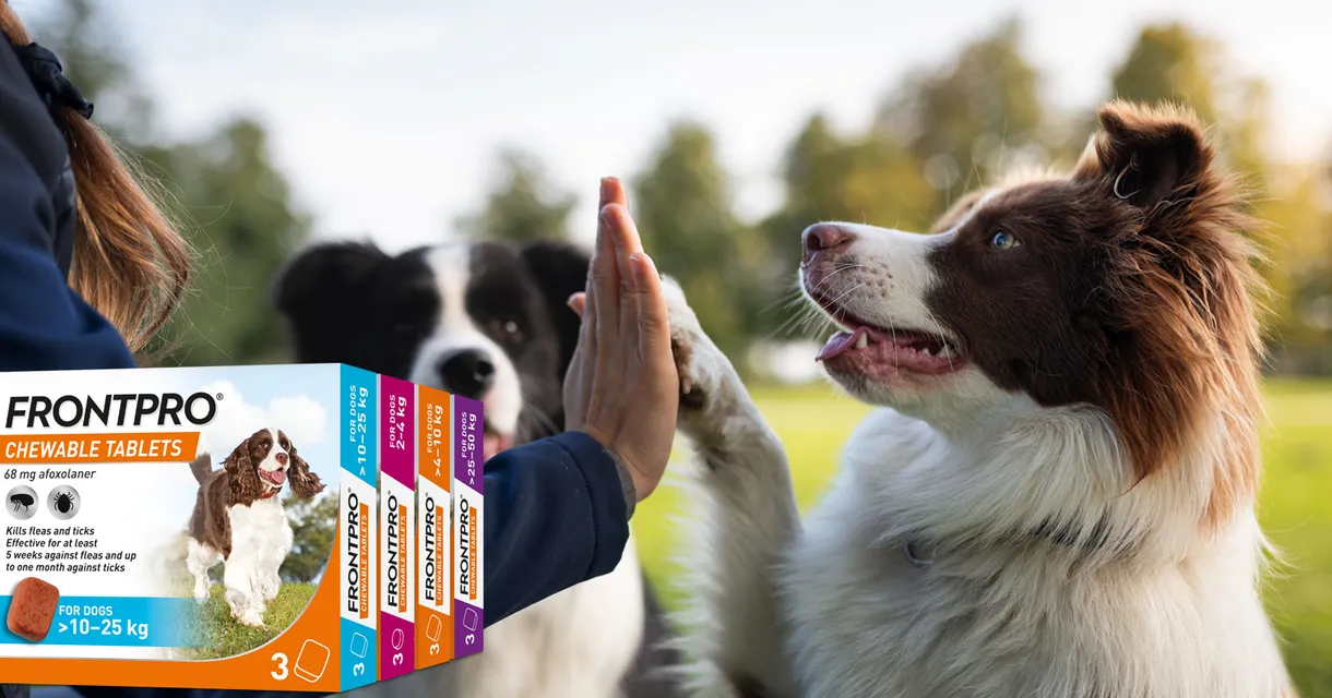 FrontPro: Chewable Flea & Tick Protection for Your Dog