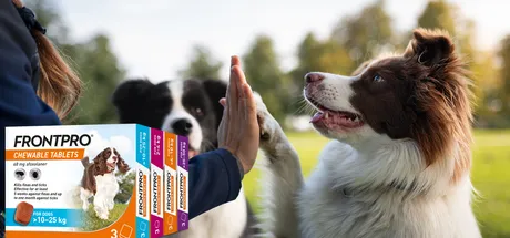 FrontPro: Chewable Flea & Tick Protection for Your Dog