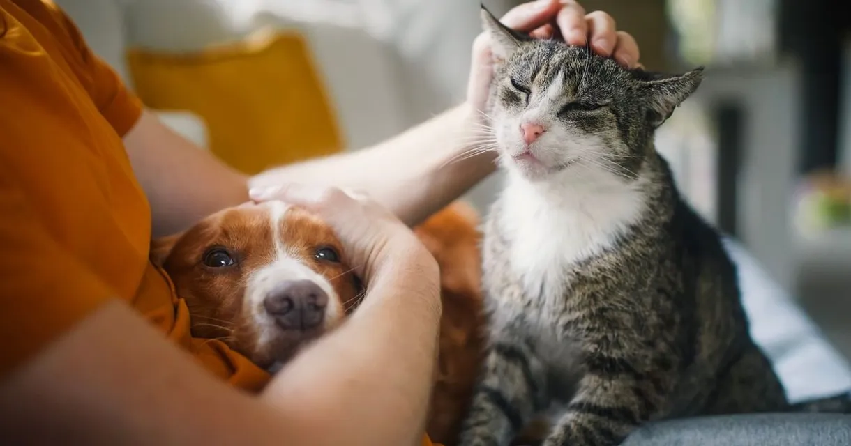 Epilepsy in Cats and Dogs