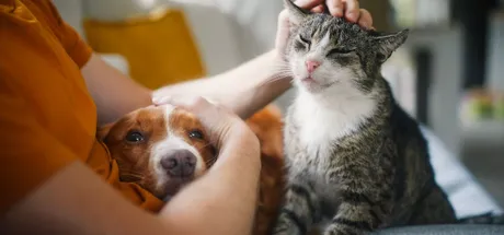Epilepsy in Cats and Dogs