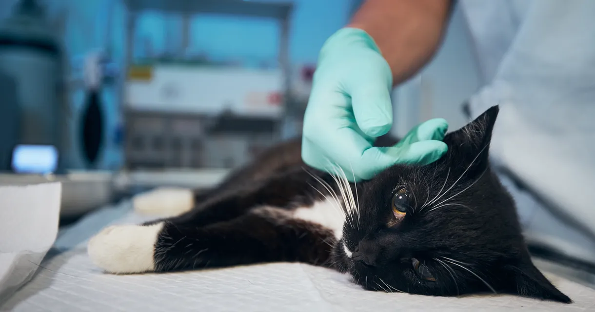 The Dangers of Counterfeit Pet Medicines and How to Protect Your Pet