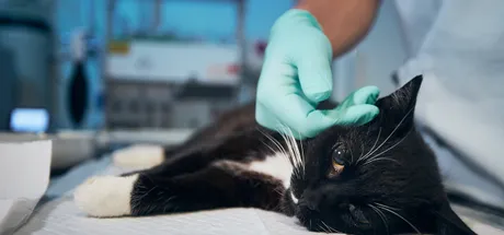 The Dangers of Counterfeit Pet Medicines and How to Protect Your Pet