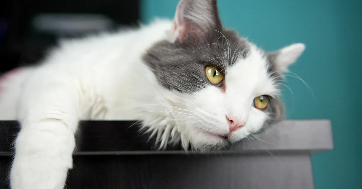 Celebrating Animal Pain Awareness Month: Is Your Cat Hiding Pain? Here's What to Look For