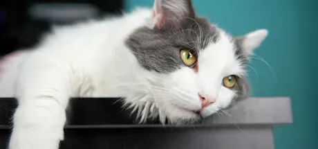Animal Pain Awareness: Is Your Cat Hiding Pain? Here's What to Look For