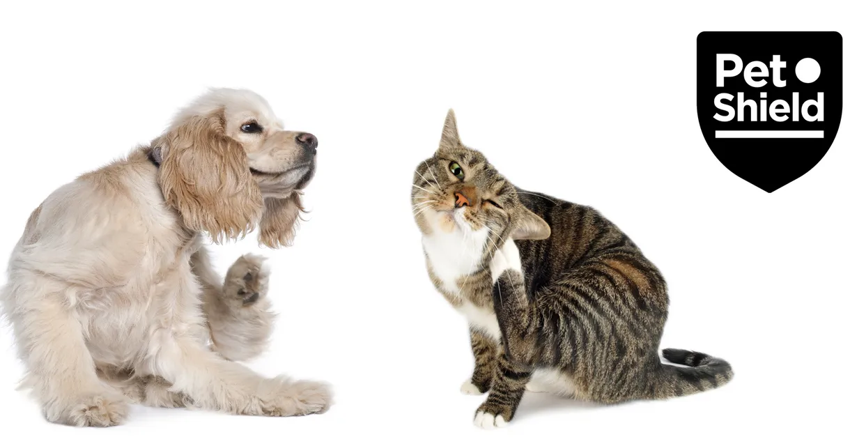 ?? Pet Shield: Your Trusted Partner for Flea and Worm Protection