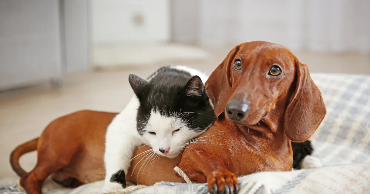 Do Pets Need Prescriptions? [Full Q&A about Pet Meds]