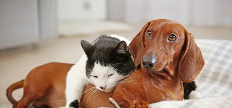 Do Pets Need Prescriptions? [Full Q&A about Pet Meds]