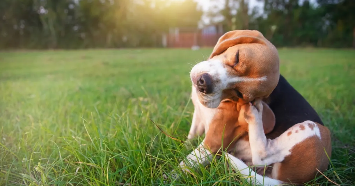 Hayfever in Pets