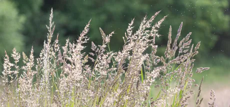Everything You Need to Know About Hayfever Fatigue