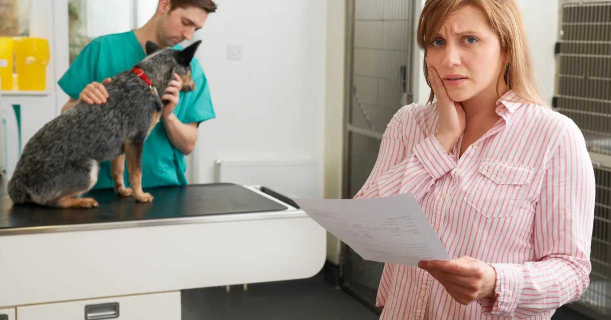 Confused by Vet Prescriptions? Understanding Meloxicam and Its Alternatives