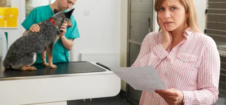 Confused by Vet Prescriptions? Understanding Meloxicam and Its Alternatives