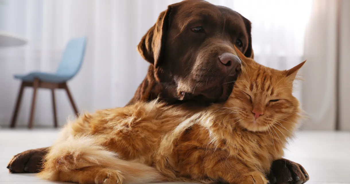 What Vitamins Are Good for Dogs & Cats? What Your Pet Really Needs