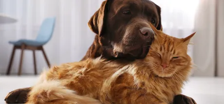 What Vitamins Are Good for Dogs & Cats? What Your Pet Really Needs