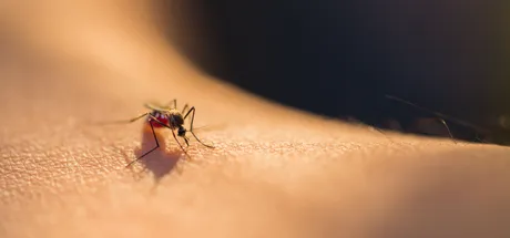 Cellulitis From an Insect Bite: How to Spot It & What to Do