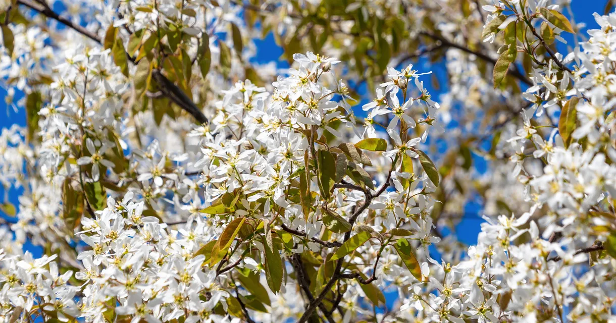 Common Tree Pollen Allergy Symptoms & How to Treat Them