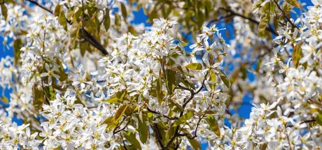 Common Tree Pollen Allergy Symptoms & How to Treat Them