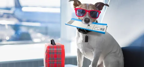 Are you planning on travelling abroad with your pet this summer?