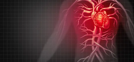 Cardiovascular system