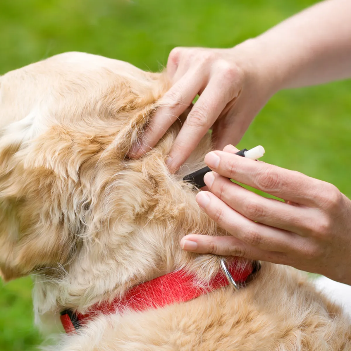 Removing a tick from 2024 a dog without tweezers