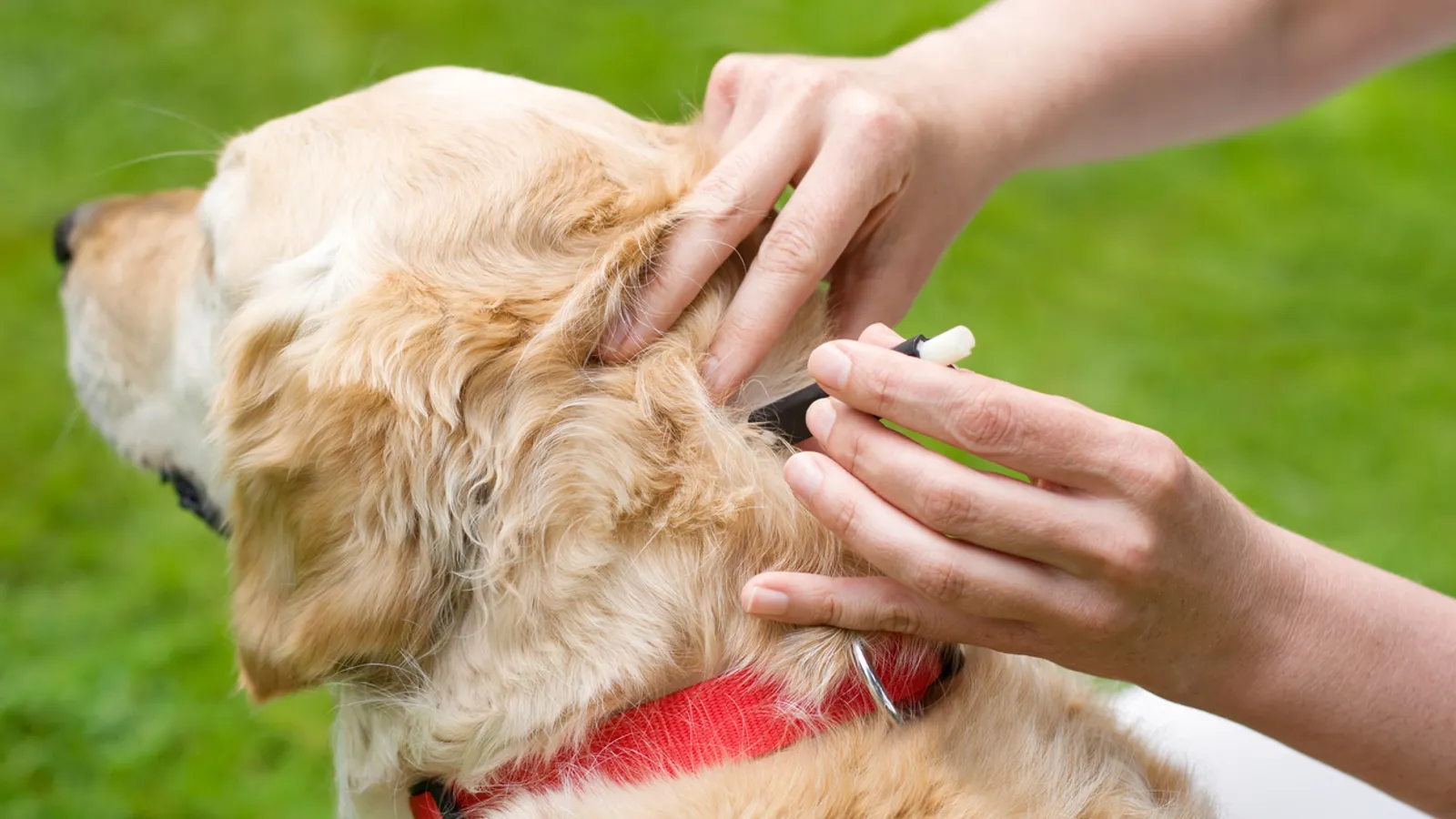 Frontline for dogs on sale pets at home