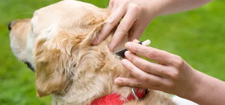 Autumn Dog Ticks: Frontline Prevention and Treatments