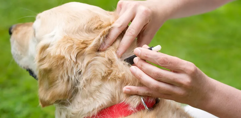 Autumn Dog Ticks: Frontline Prevention and Treatments