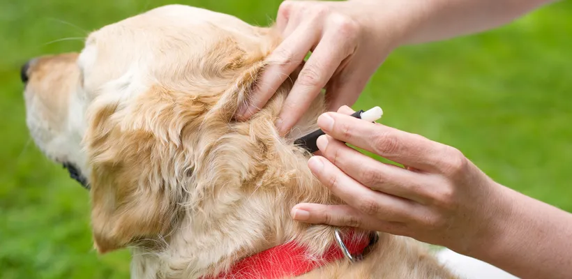 Autumn Dog Ticks Frontline Prevention and Treatments