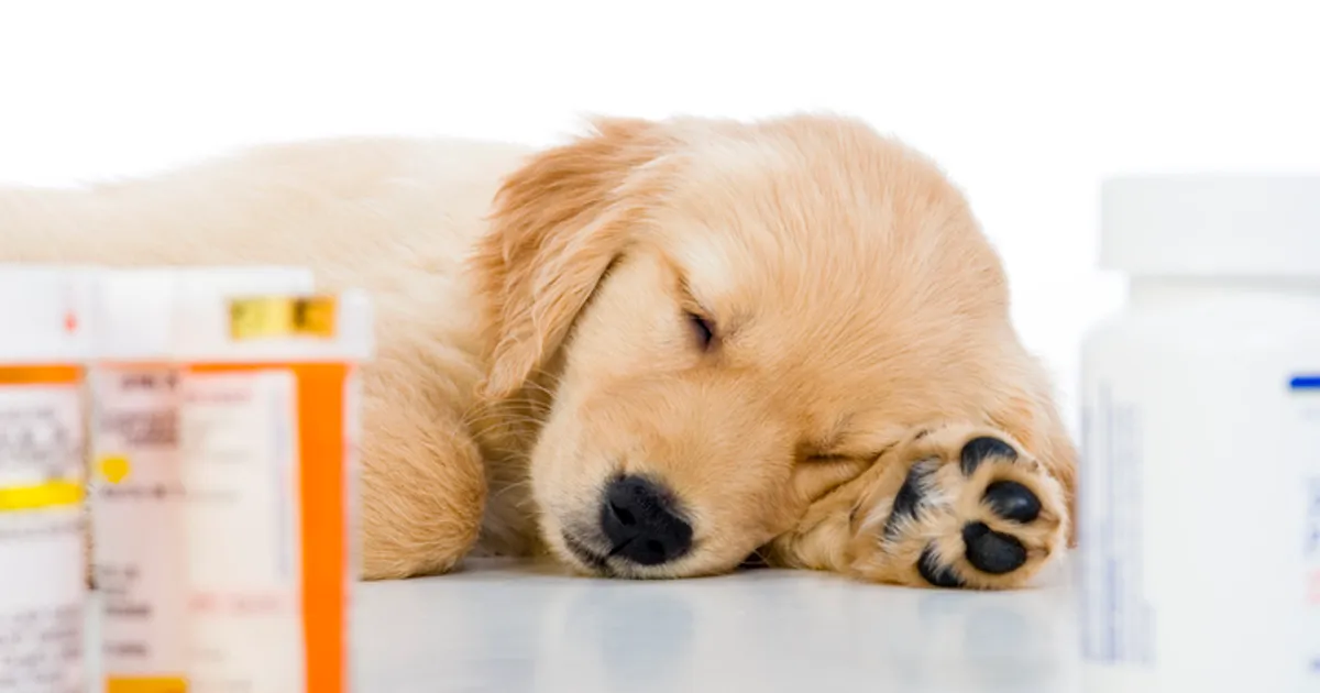 Pet clearance medication apoquel