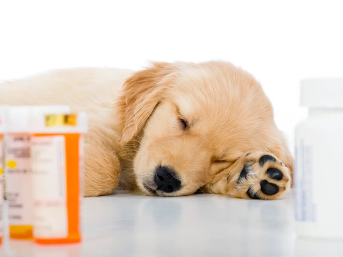 Dog sleeping pills over hot sale counter