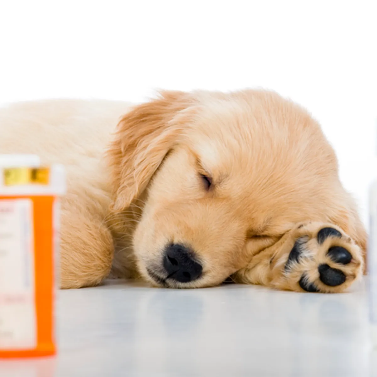 Prescription itch 2024 medicine for dogs