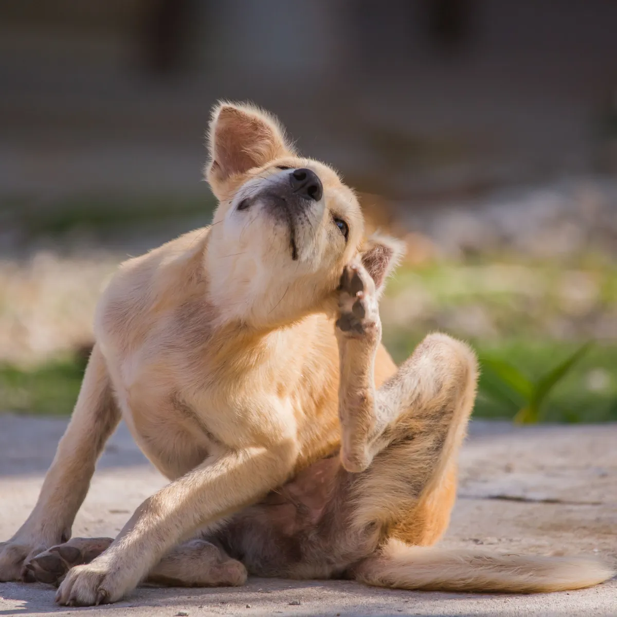 Treat sore on dog from scratching sale