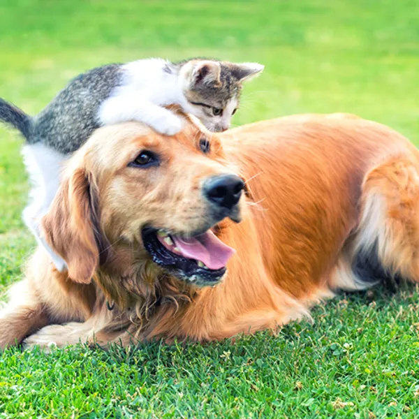 Cat on top of a dog