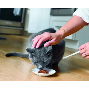 Senvelgo 15mg/ml Oral Solution for Cats 30ml