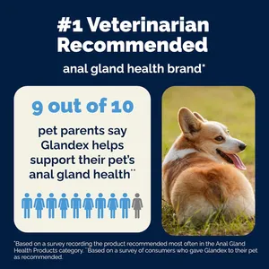 Glandex Anal Gland Support Soft Chews for Dogs Pack of 60