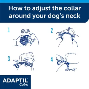 Four-step guide to adjusting an Adaptil collar around a dog’s neck