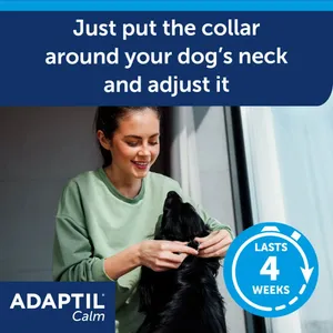 Fitting an Adaptil Calm collar around a dog’s neck, lasting 4 weeks
