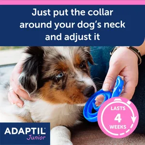 Fitting an Adaptil Junior collar around a puppy’s neck, lasting 4 weeks