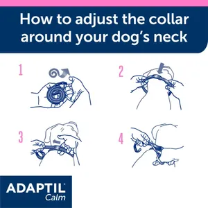 Four-step guide to adjusting an Adaptil collar around a dog’s neck