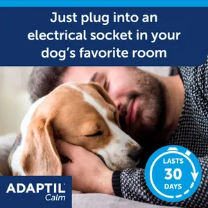 Dog relaxing at home with an Adaptil Calm diffuser plugged in, each refill lasting 30 days
